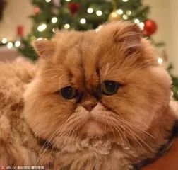 今朝上海|外卖点了3杯喜茶,结果喝出“套套”,门店、饿了么均称:不是我干的!