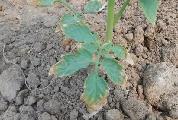 牛粪鸡粪羊粪哪种更肥,羊粪鸡粪牛粪到底哪个养分高