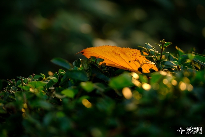 性价比之王富士x-t30无反相机推荐,富士xt3全面评测