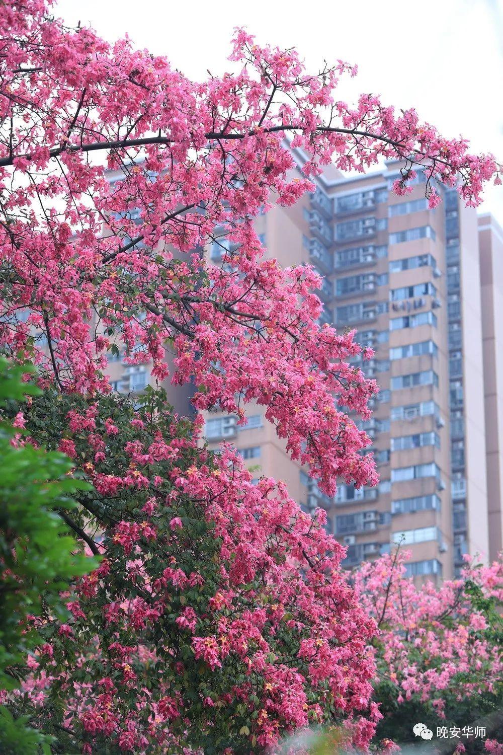 盘点那些美丽的校园时光,盘点那些美丽的校园