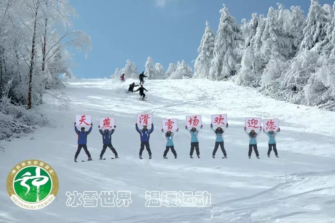 神农架国际滑雪场今日雪况,神农架滑雪场周末攻略