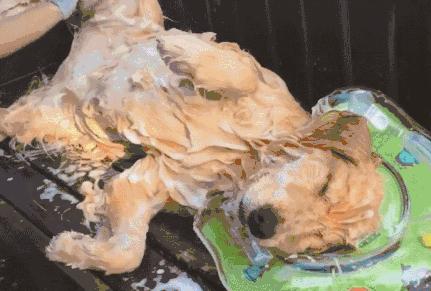 给狗狗洗澡你的方法真的正确吗,给狗狗洗澡的正确方式你学会了吗