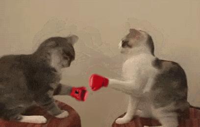 铲屎官们注意了猫咪为什么会腹泻,铲屎官发烧的视频