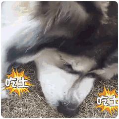 六安这些人可以免费提新车啦！