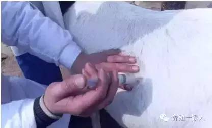 手把手教如何给羊注射药图文详解？