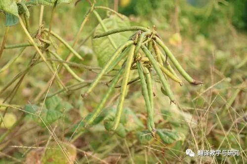 古代蔬菜水果传入中国的时间,各个朝代传入中国的蔬菜和水果