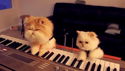 狗和猫智商哪个高,猫的智商到底有多高