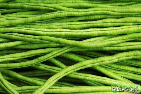 8月12日农产品批发价格,5月11日农产品批发价格