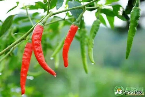 8月12日农产品批发价格,5月11日农产品批发价格