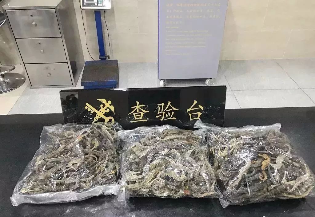 去港澳过关可以带食品吗,去东莞需要带哪些必备品