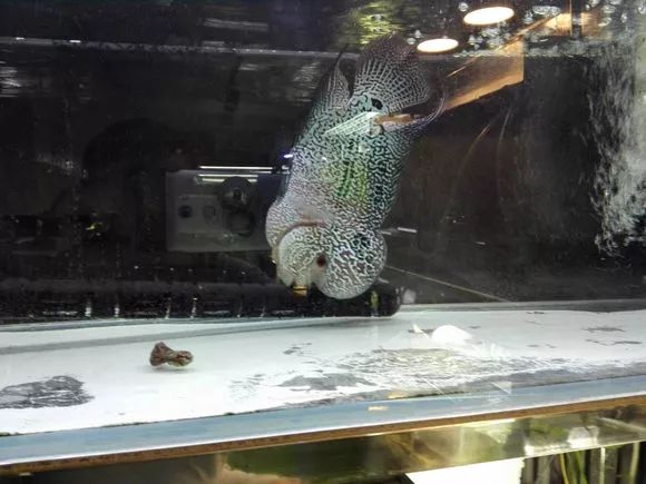 罗汉鱼脱肛严重还有救吗,罗汉鱼失鳔症的鱼恢复要多久