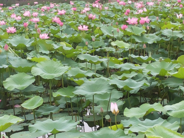 山海关秦皇岛三日游,山海关三天两晚游
