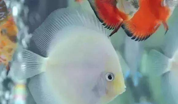 鱼种法拉利,观赏鱼有多美