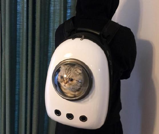 乘客带猫坐网约车后续,女子带猫打车拒付车费后续