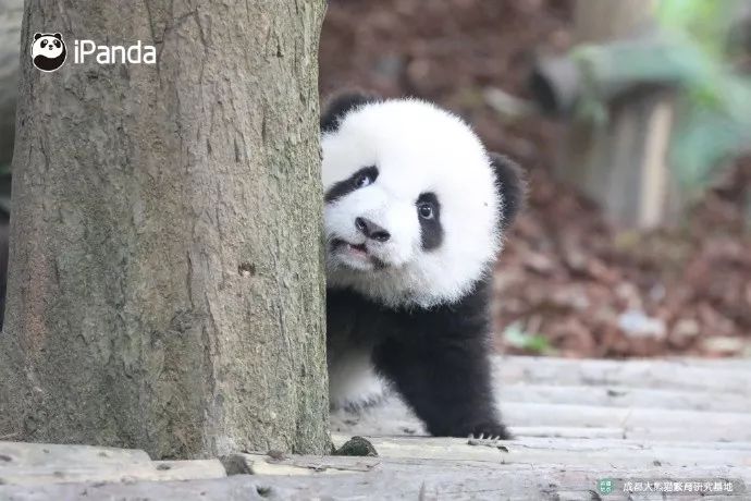 成都景点游览地图高清大图,成都自然景区攻略图片