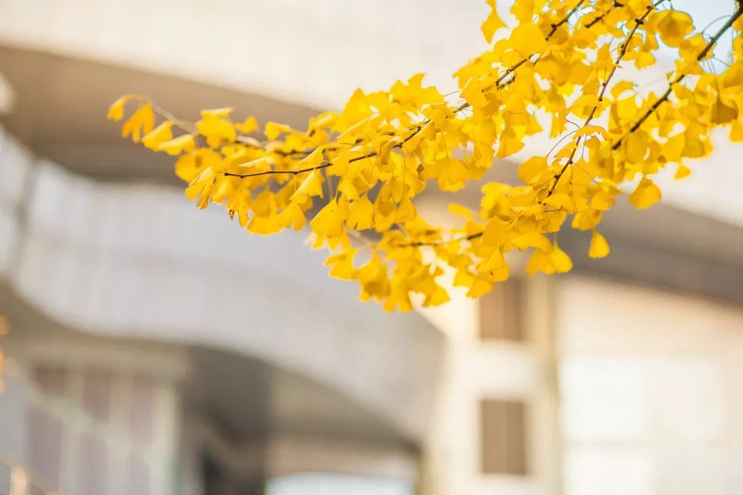 “妈，我在华师看了一场金黄色的雪！”