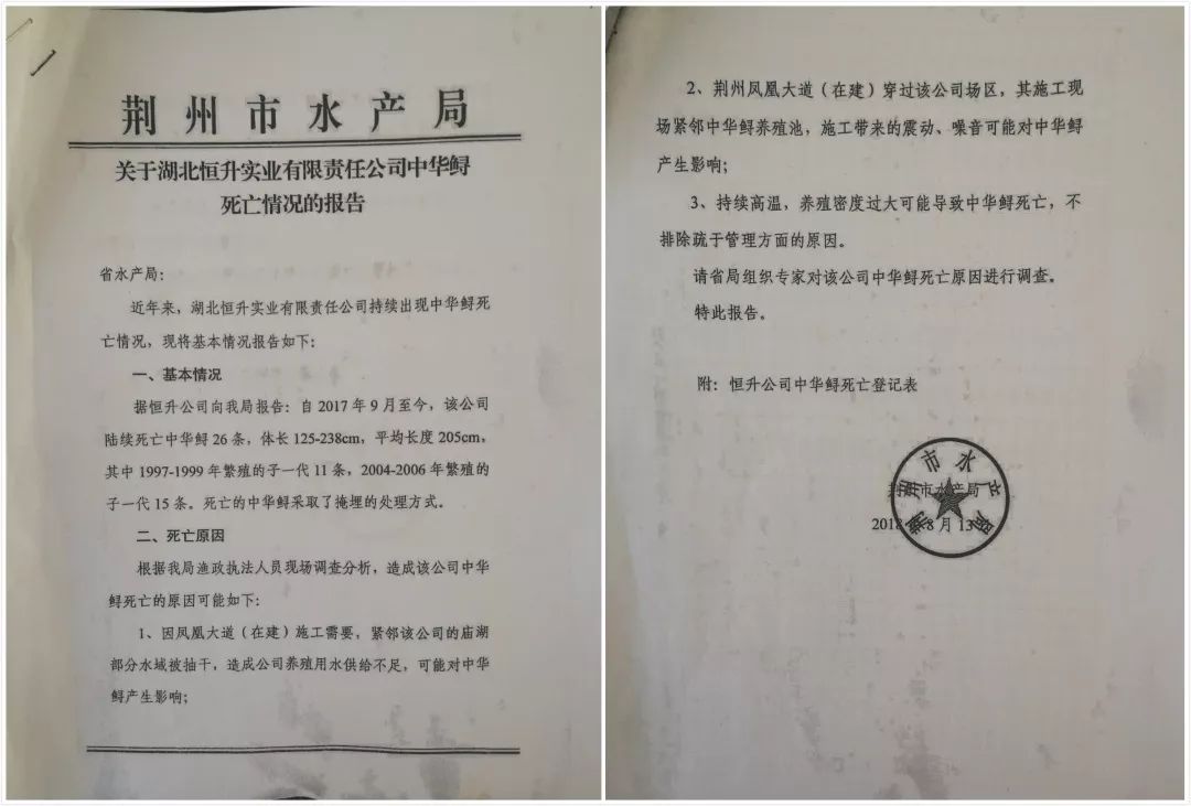 谁杀死了“大鱼”？——生死中华鲟