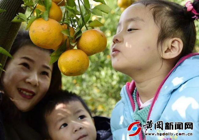 武穴市石佛寺镇魏高邑村,武穴市石佛寺镇魏高邑村农业基地
