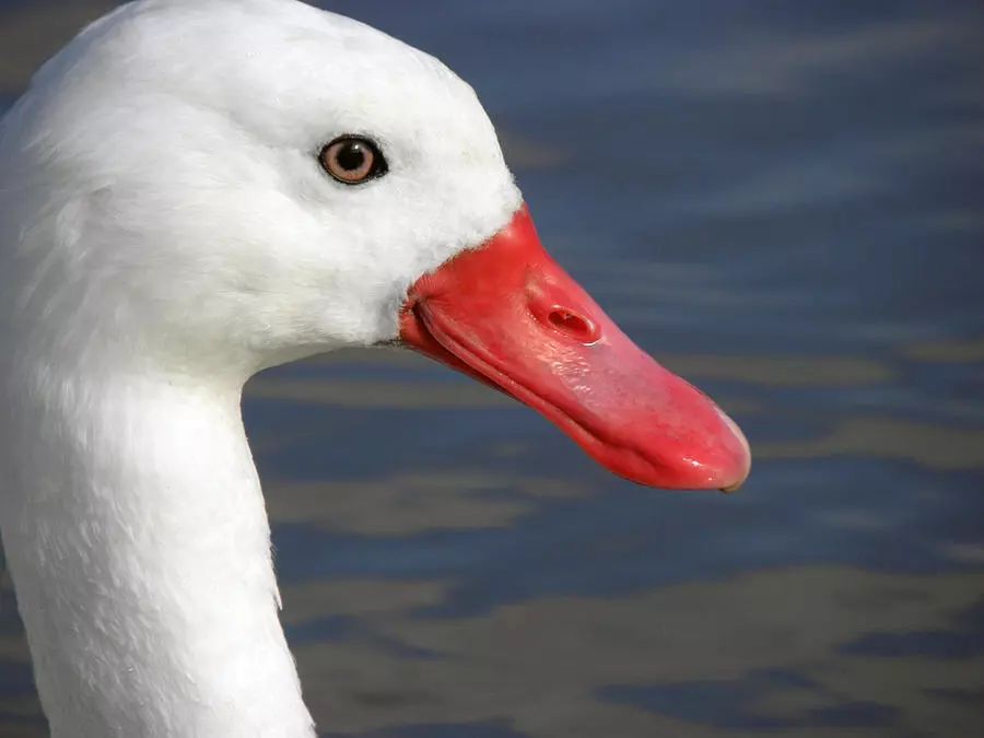 新西兰的国鸟竟是如此模样,新西兰的国鸟是哪种奇特无比的鸟