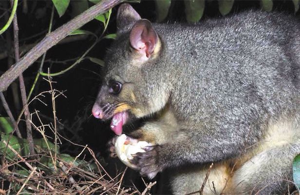 新西兰的国鸟竟是如此模样,新西兰的国鸟是哪种奇特无比的鸟