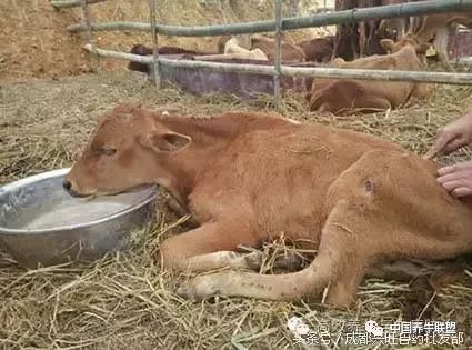 牛犊拉稀怎么防治,春季牛犊腹泻注意什么