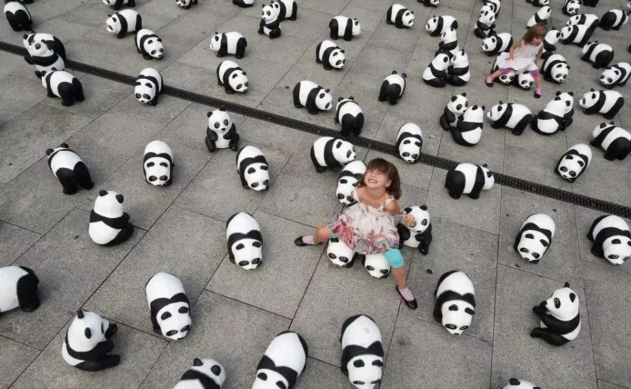 老外多爱猫咪,老外多爱中国