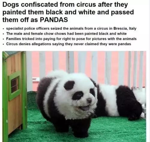 老外多爱猫咪,老外多爱中国