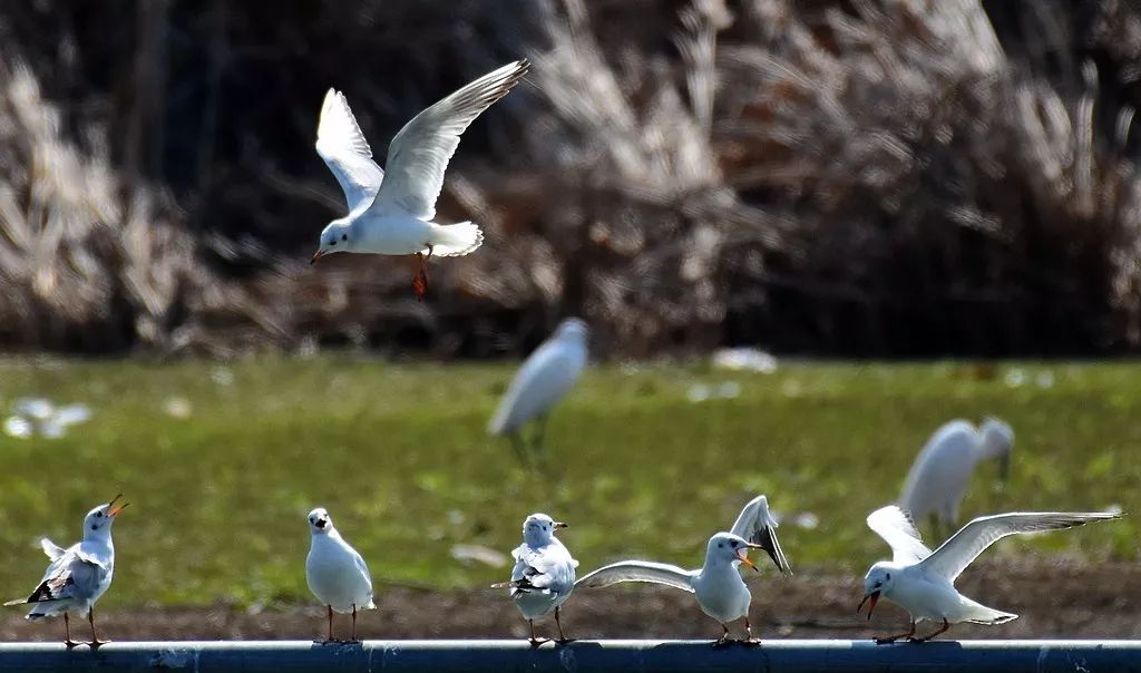 红河州新十条政策,蒙自最新政策公告