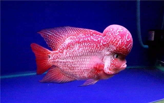 罗汉鱼老是缩鳍怎么办,罗汉鱼突然瘪头怎么回事