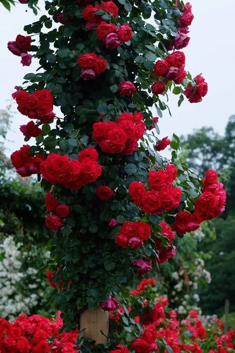 日本大师金奖盆栽,日本月季盆景大师