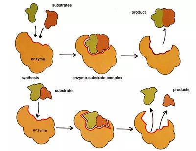 女明星喝的酵素减肥,女明星都在吃的酵素