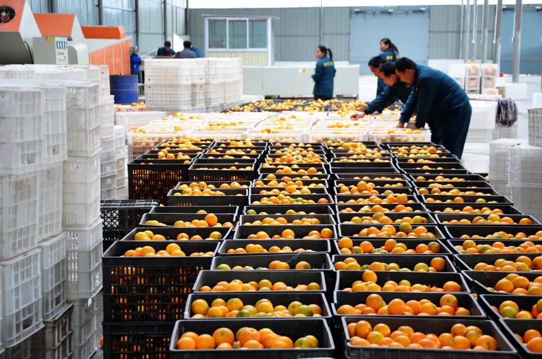 勐糯橙子又香又甜价格实惠,橙子很甜价格实惠