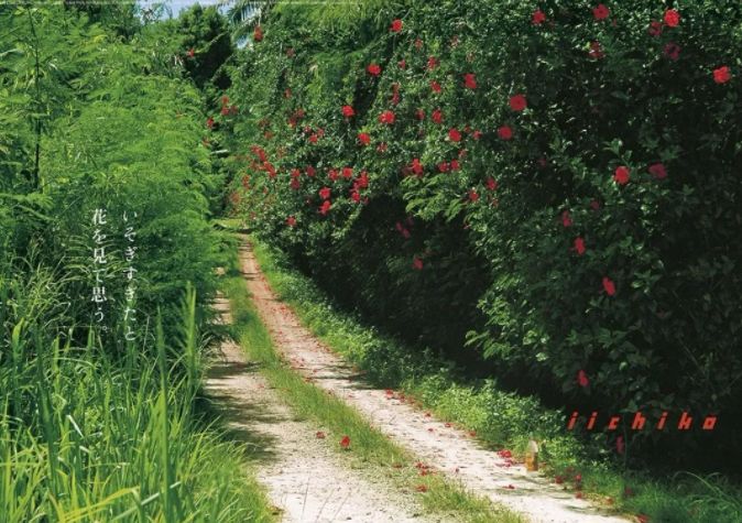 山崎威士忌的五十个秘密,山崎为什么是小众威士忌