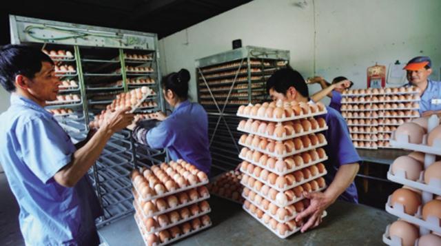 不简单!海宁90后小伙将小鸡蛋做成了大产业