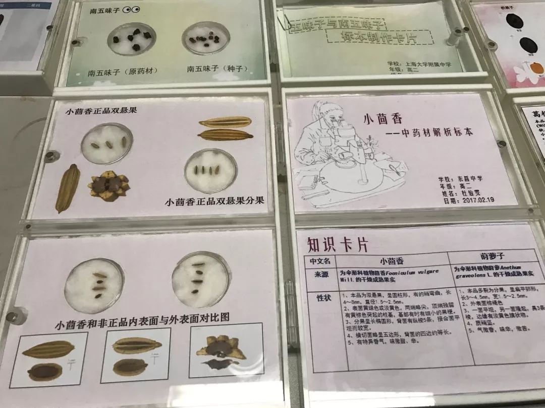 在学生心里播下一颗中医药的种子上海中医药大学中医药实践工作站