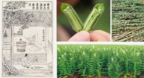 北京｜北京人一年四季的命，都是麻酱给的