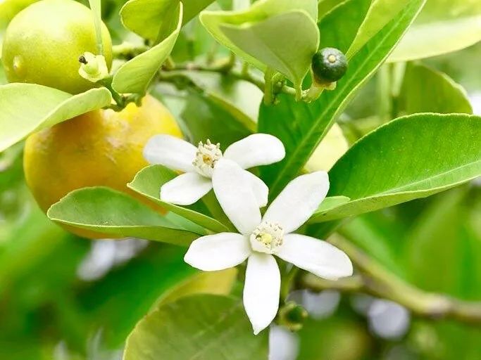 日本持久淡香试管香水,高档试管香水