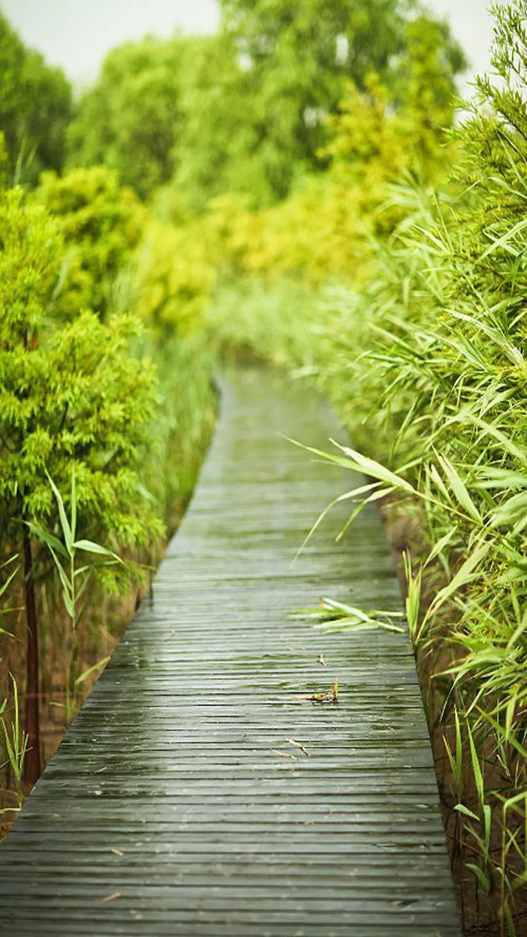 100张自然风景美图,100张自然风景微信头像手机壁纸