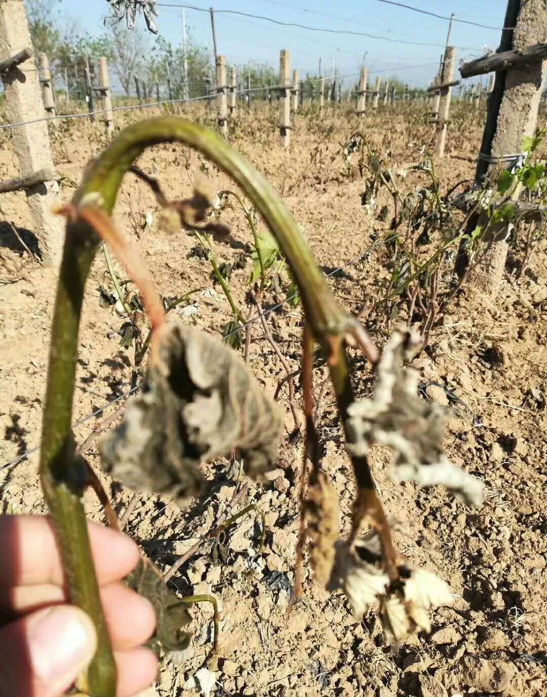 寡妇年真的有倒春寒吗,2019年是不是寡妇年