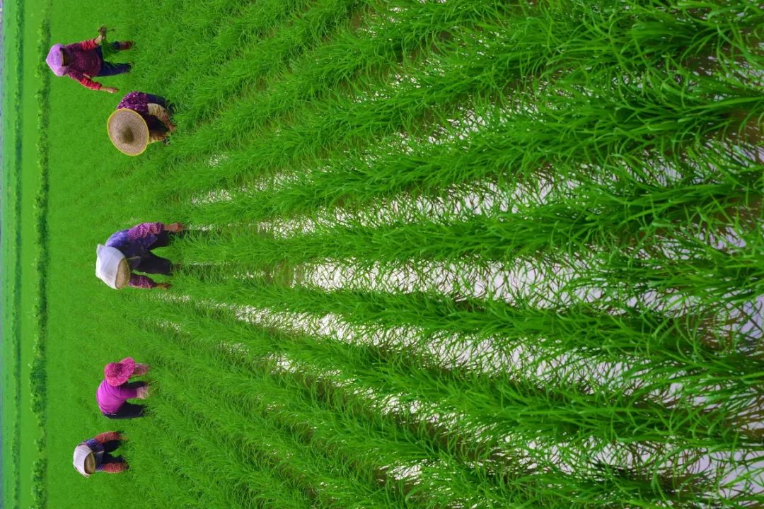 99%的斗门人都没看过的斗门，赶紧看！