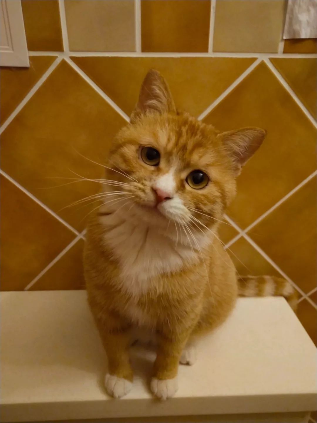 踩到猫要给它道歉吗,踩到猫了会得狂犬病吗