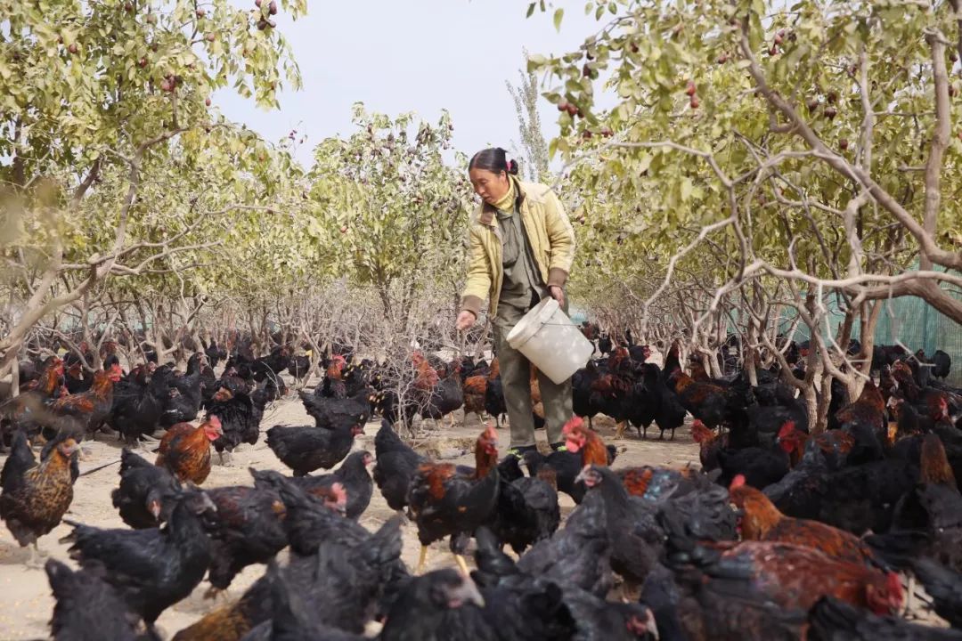 「兵地共建」奔跑在车尔臣河畔的“领头羊”