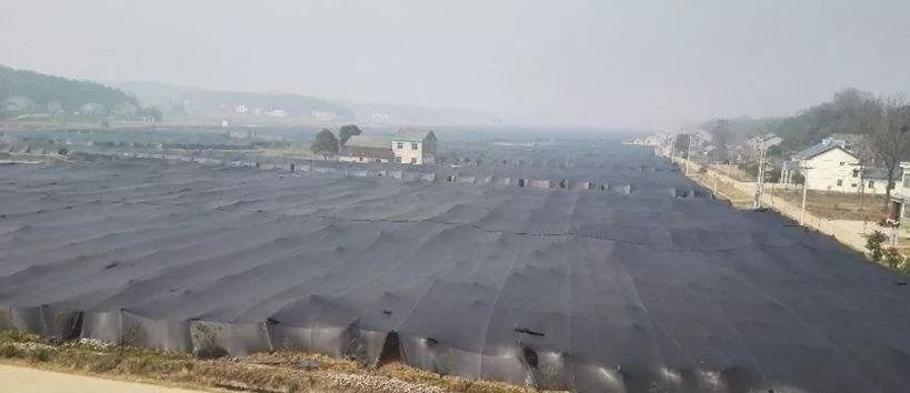 纯天然羊肚菌种植方法,珍稀羊肚菌怎么种