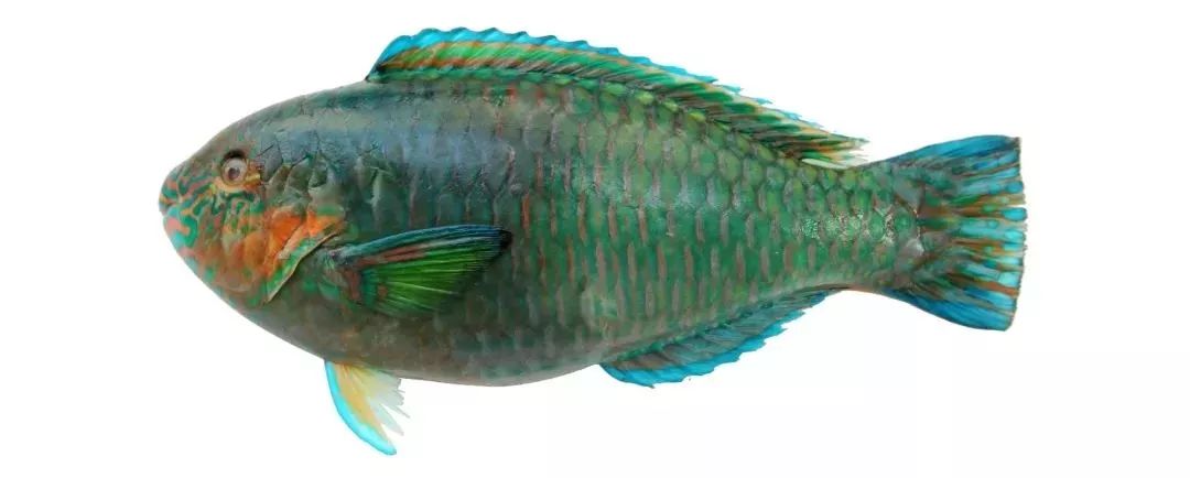 不认识这些海鲜，还敢说吃遍三亚？“三亚发布”能查海鲜限价哦～