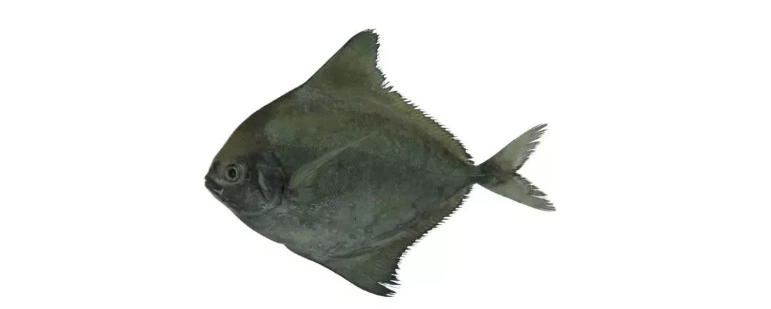 不认识这些海鲜，还敢说吃遍三亚？“三亚发布”能查海鲜限价哦～