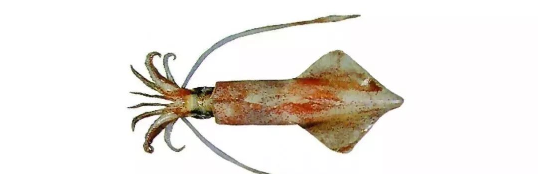 不认识这些海鲜，还敢说吃遍三亚？“三亚发布”能查海鲜限价哦～