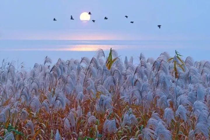 如何用诗经和楚辞取名字,如何用诗经取一个好名字