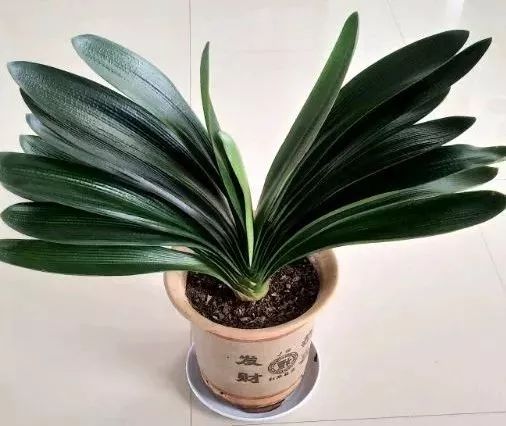 1个洋葱丢盆里，花朵砰砰开，一下能变2个头，省钱了！