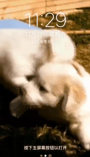 电脑和手机都可以用的动态壁纸,电脑桌面动态壁纸高清唯美