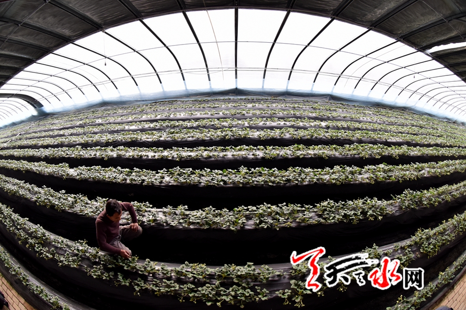 浙江小伙骆同辉在天水创业：做自己的草莓“锦鲤”